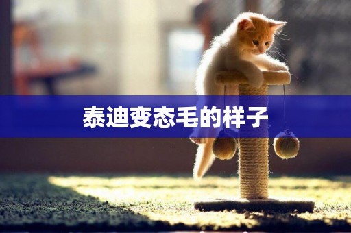 泰迪變態毛的樣子