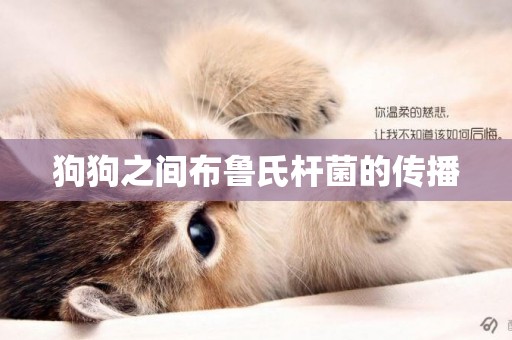 狗狗之間布魯氏桿菌的傳播