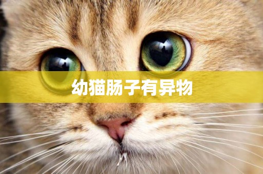 幼貓腸子有異物
