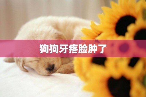 狗狗牙疼臉腫了