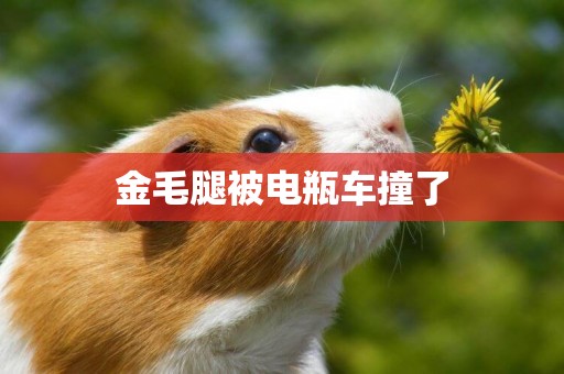 金毛腿被電瓶車撞了
