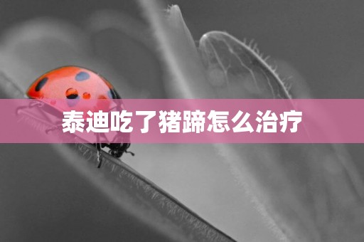 泰迪吃了豬蹄怎么治療