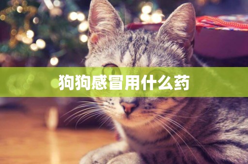 狗狗感冒用什么藥