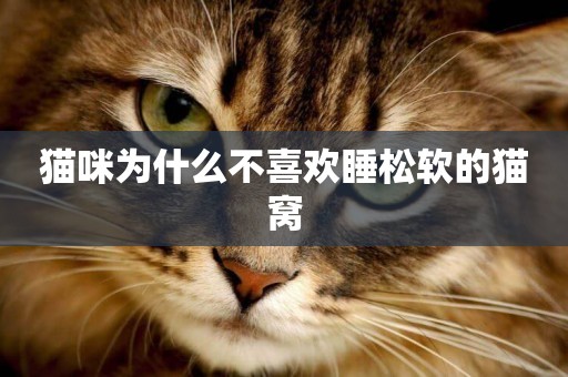 貓咪為什么不喜歡睡松軟的貓窩