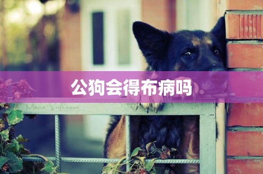 公狗會得布病嗎