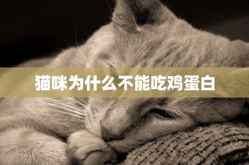 貓咪為什么不能吃雞蛋白