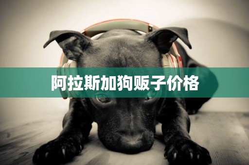 阿拉斯加狗販子價格
