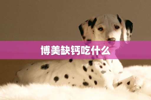 博美缺鈣吃什么