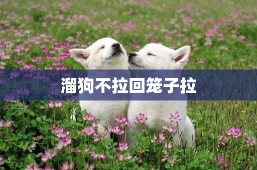 溜狗不拉回籠子拉