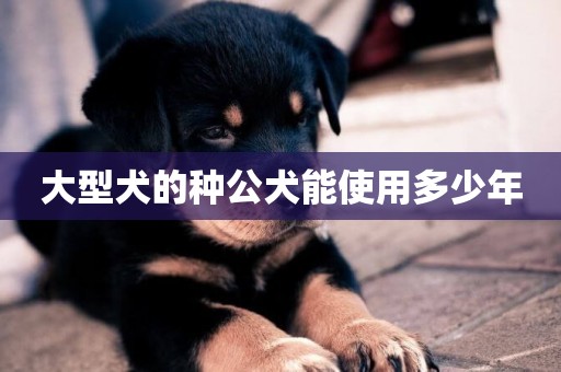 大型犬的種公犬能使用多少年