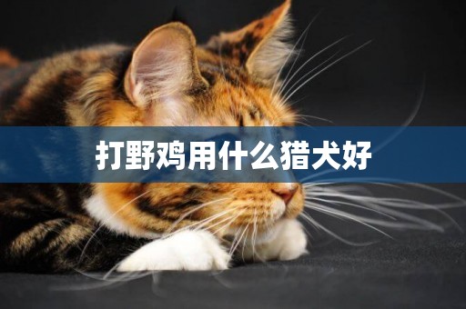 打野雞用什么獵犬好