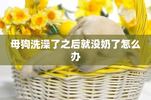 母狗洗澡了之后就沒奶了怎么辦