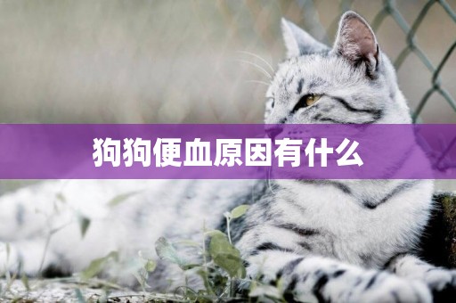 狗狗便血原因有什么