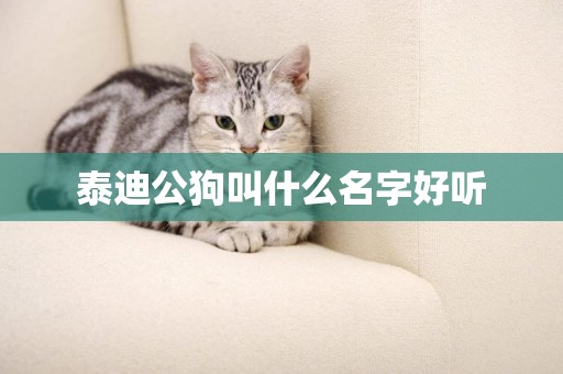 泰迪公狗叫什么名字好聽