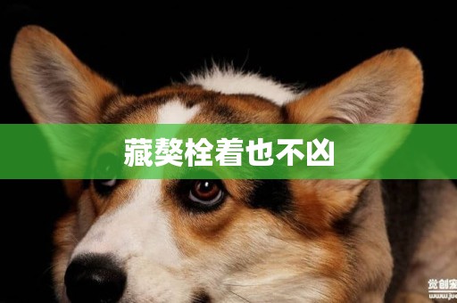 藏獒栓著也不兇
