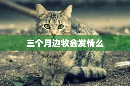 三個月邊牧會發情么