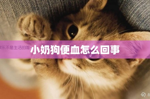小奶狗便血怎么回事
