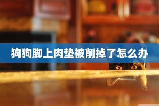 狗狗腳上肉墊被削掉了怎么辦