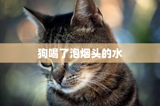 狗喝了泡煙頭的水