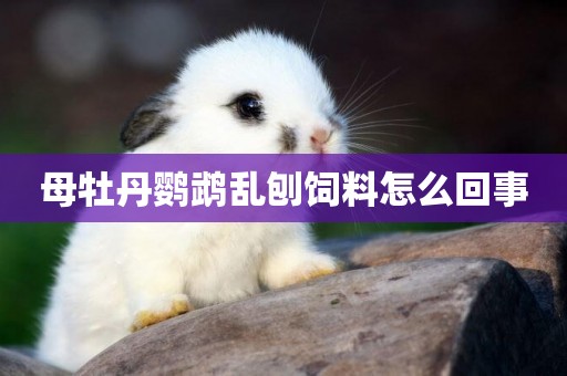 母牡丹鸚鵡亂刨飼料怎么回事