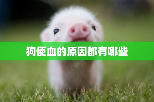 狗便血的原因都有哪些
