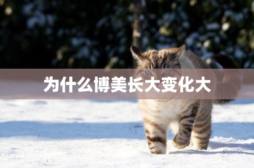 為什么博美長大變化大