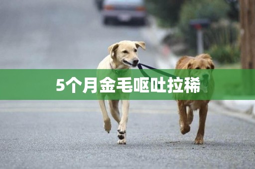 5個月金毛嘔吐拉稀