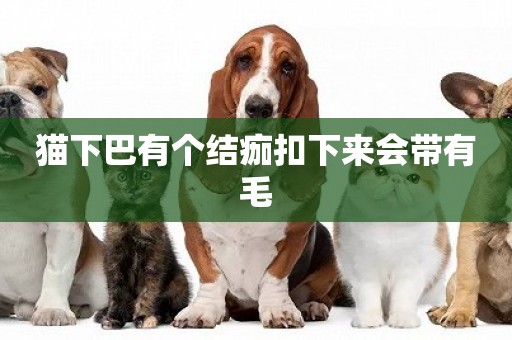 貓下巴有個結痂扣下來會帶有毛