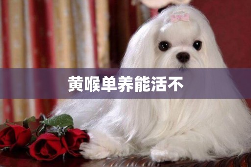 黃喉單養能活不