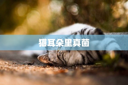貓耳朵里真菌