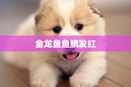 金龍魚魚鱗發紅