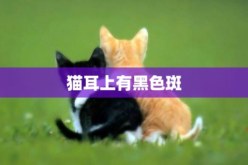 貓耳上有黑色斑