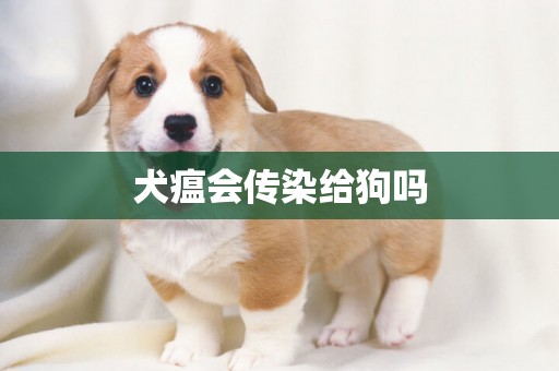 犬瘟會傳染給狗嗎