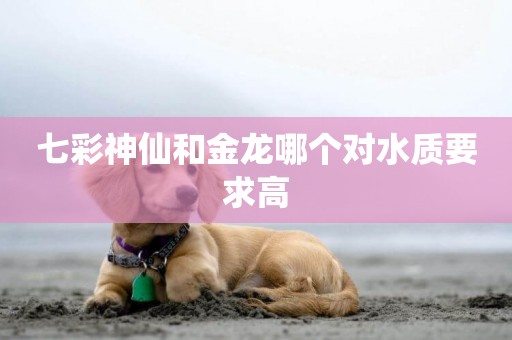 七彩神仙和金龍哪個對水質要求高