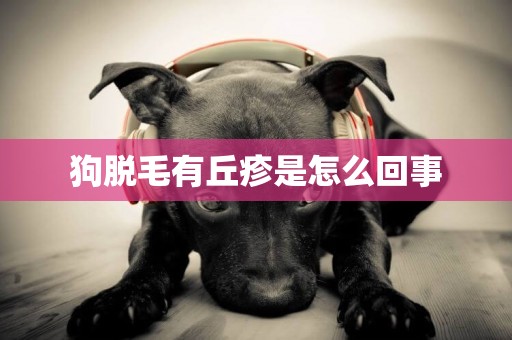 狗脫毛有丘疹是怎么回事