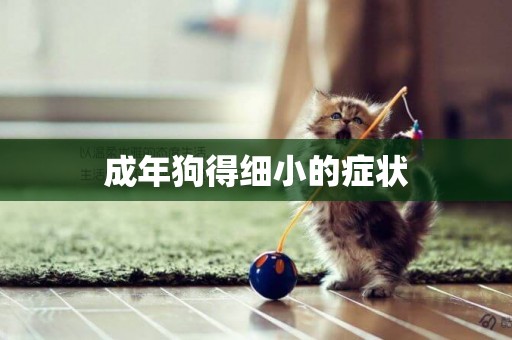 成年狗得細小的癥狀
