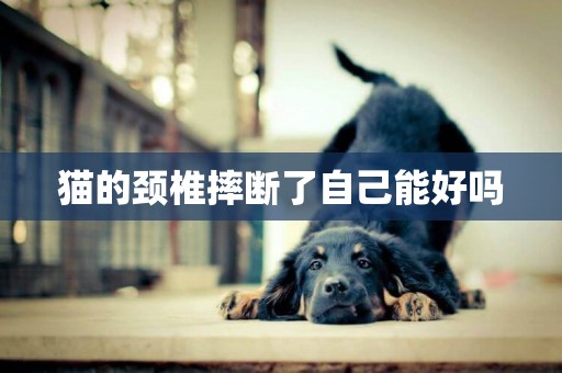 貓的頸椎摔斷了自己能好嗎