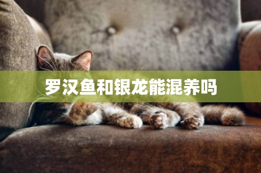 羅漢魚和銀龍能混養嗎