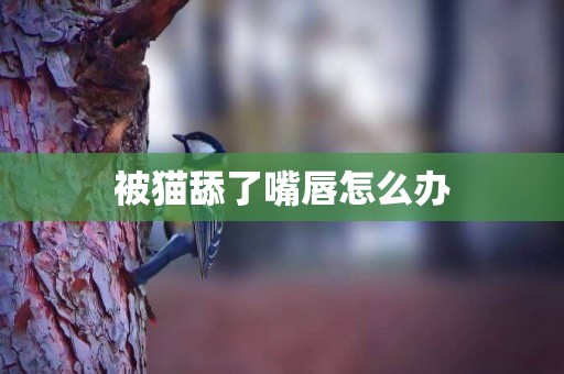 被貓舔了嘴唇怎么辦