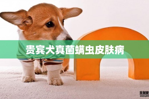貴賓犬真菌螨蟲皮膚病