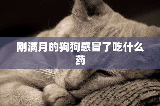 剛滿月的狗狗感冒了吃什么藥