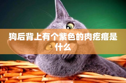 狗后背上有個紫色的肉疙瘩是什么