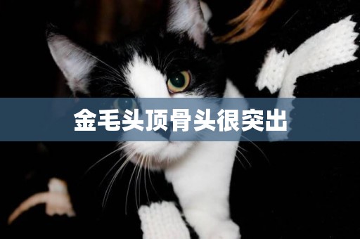 金毛頭頂骨頭很突出