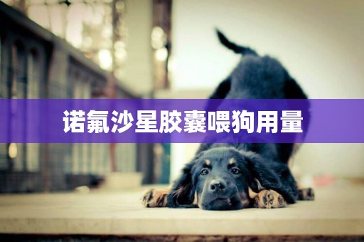 諾氟沙星膠囊喂狗用量