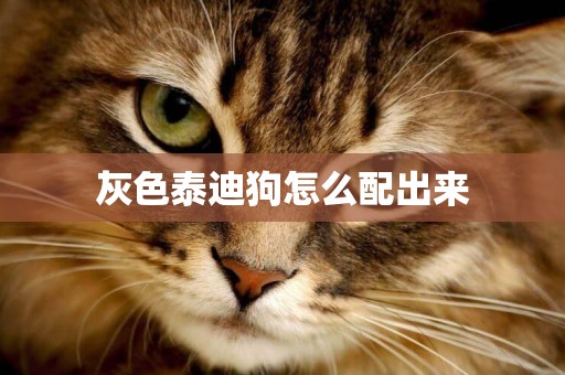 灰色泰迪狗怎么配出來
