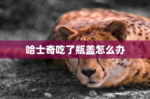 哈士奇吃了瓶蓋怎么辦