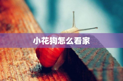 小花狗怎么看家