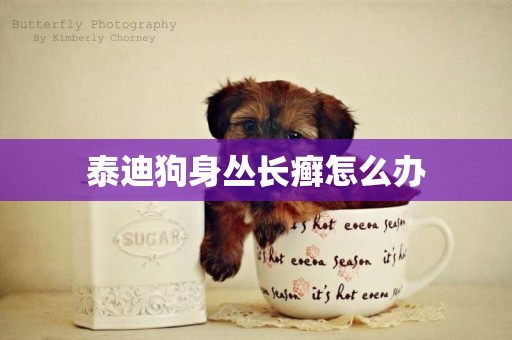 泰迪狗身叢長癬怎么辦
