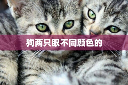 狗兩只眼不同顏色的