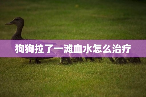 狗狗拉了一灘血水怎么治療
